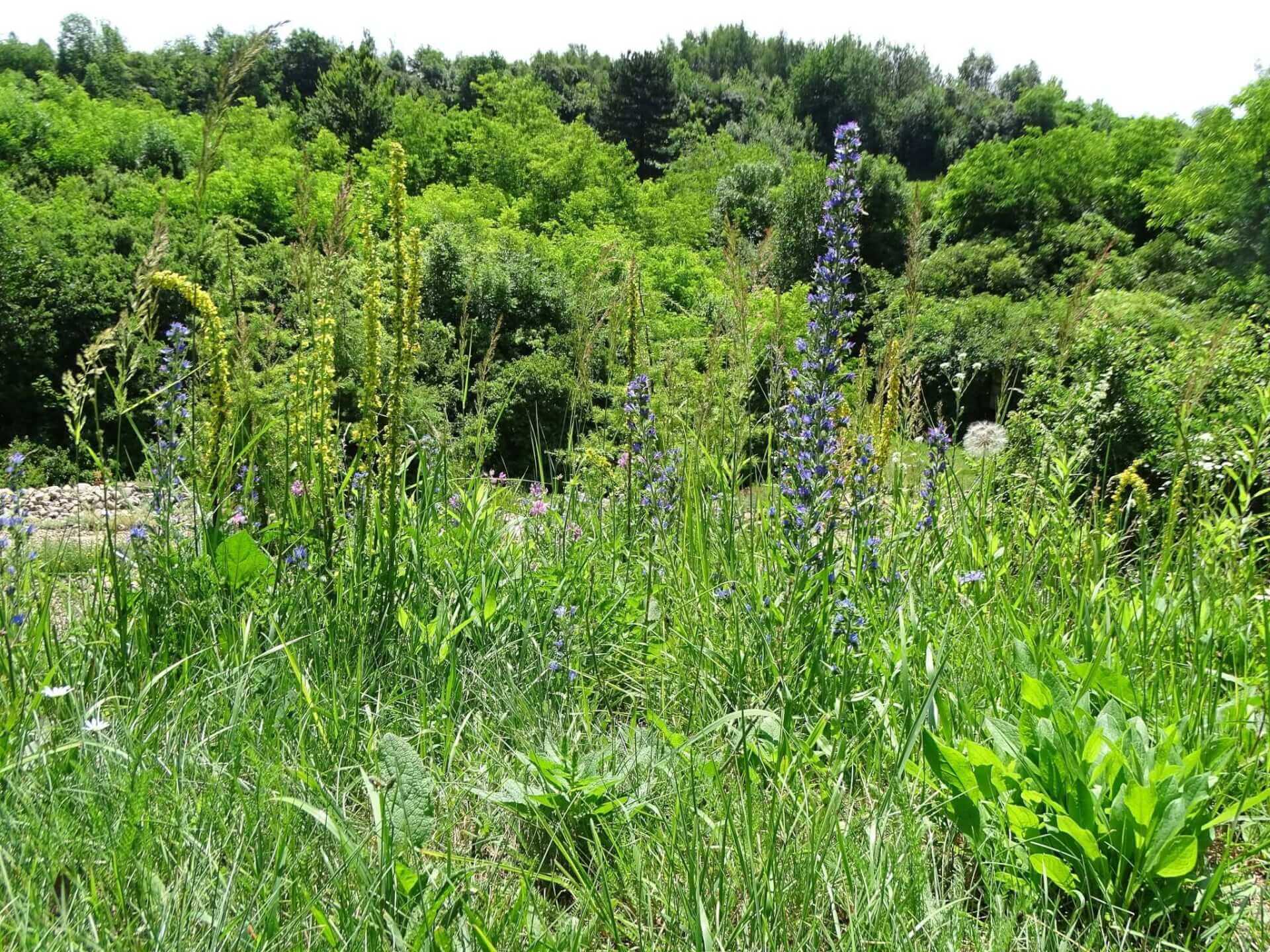 Śląski Ogród Botaniczny w Radzionkowie