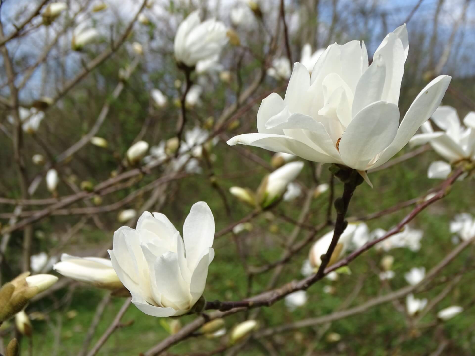 Śląski Ogród Botaniczny w Radzionkowie