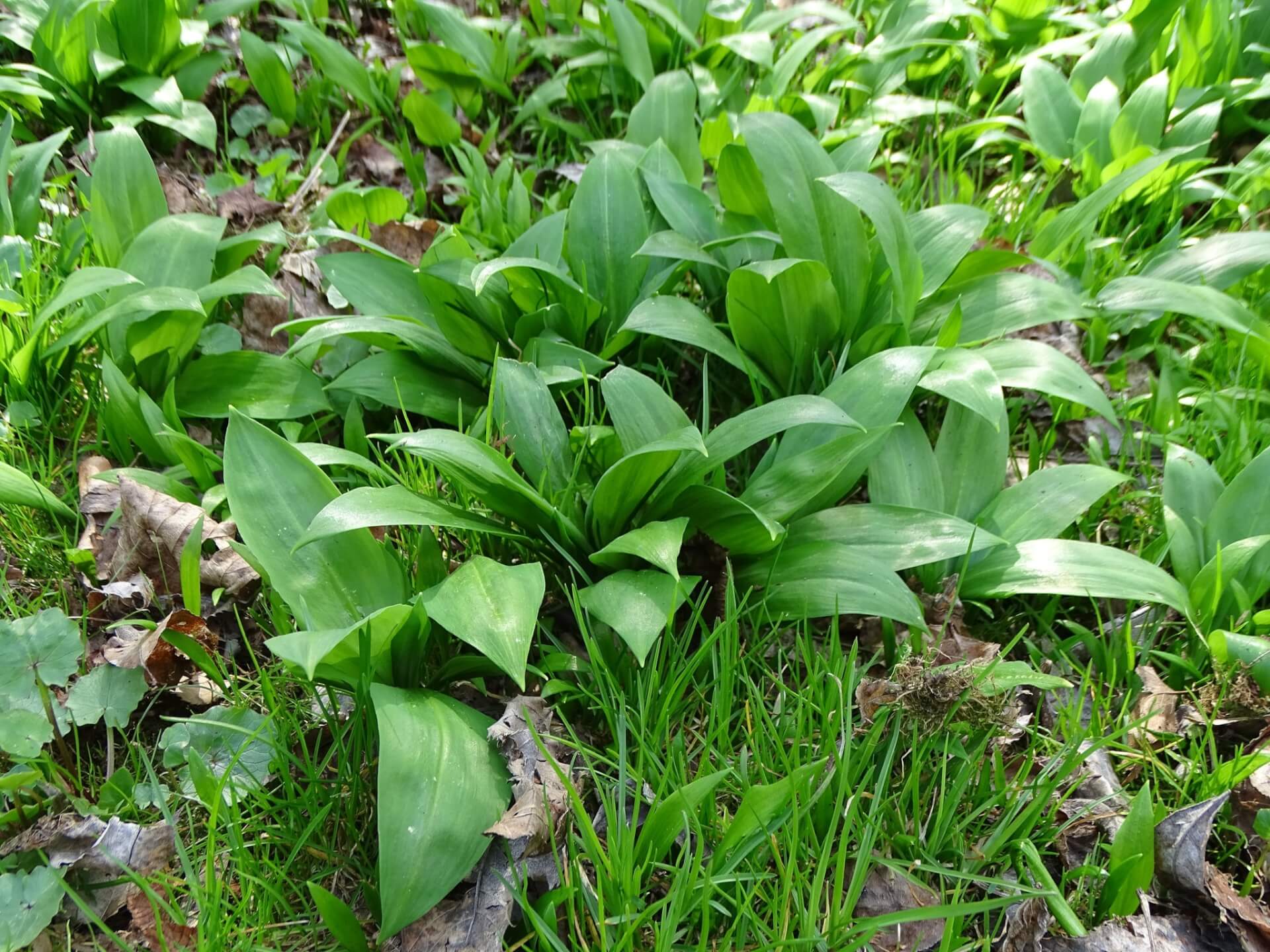 Slaski ogrod botaniczny radzionkow 31