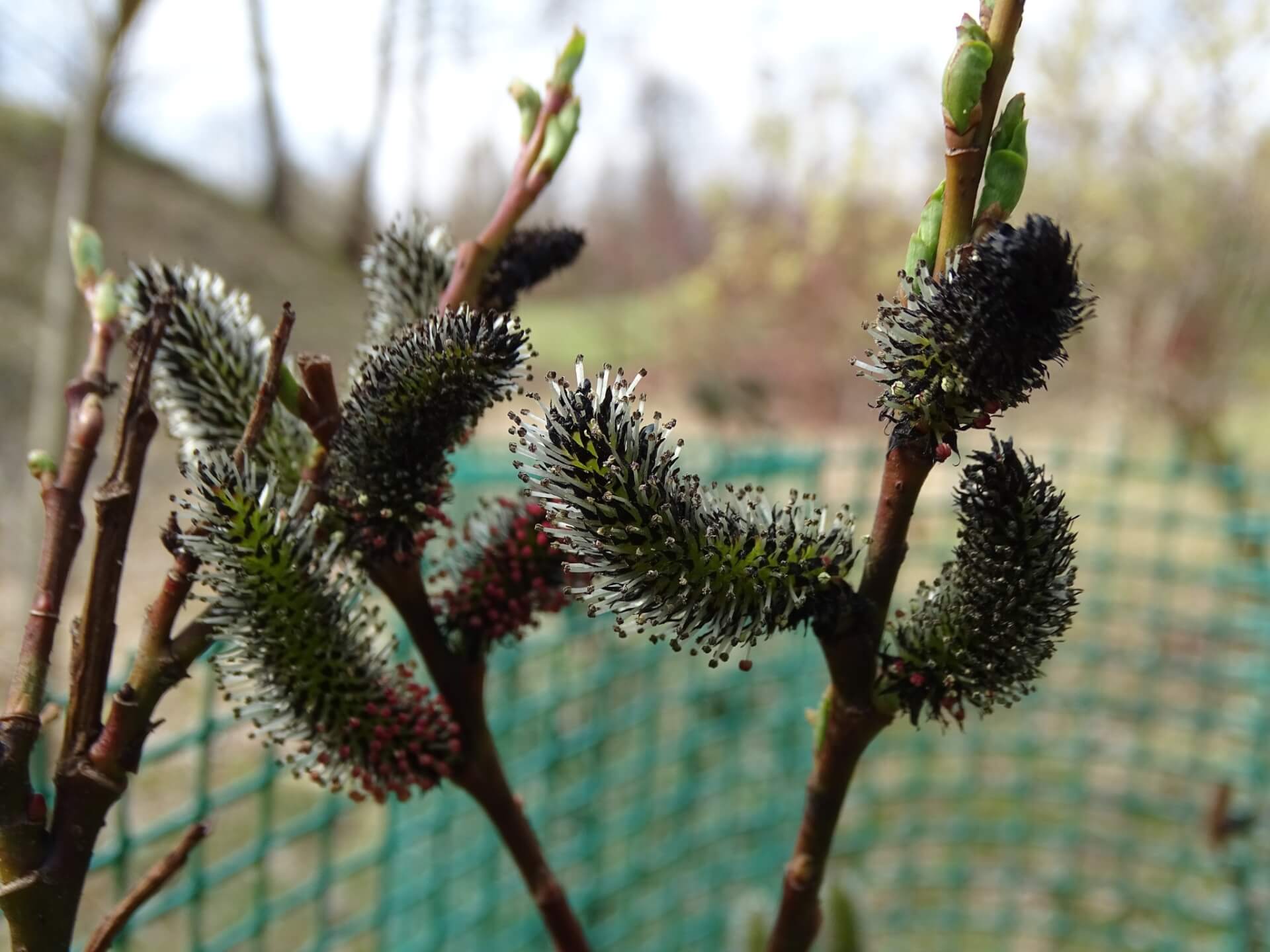 Śląski Ogród Botaniczny w Radzionkowie