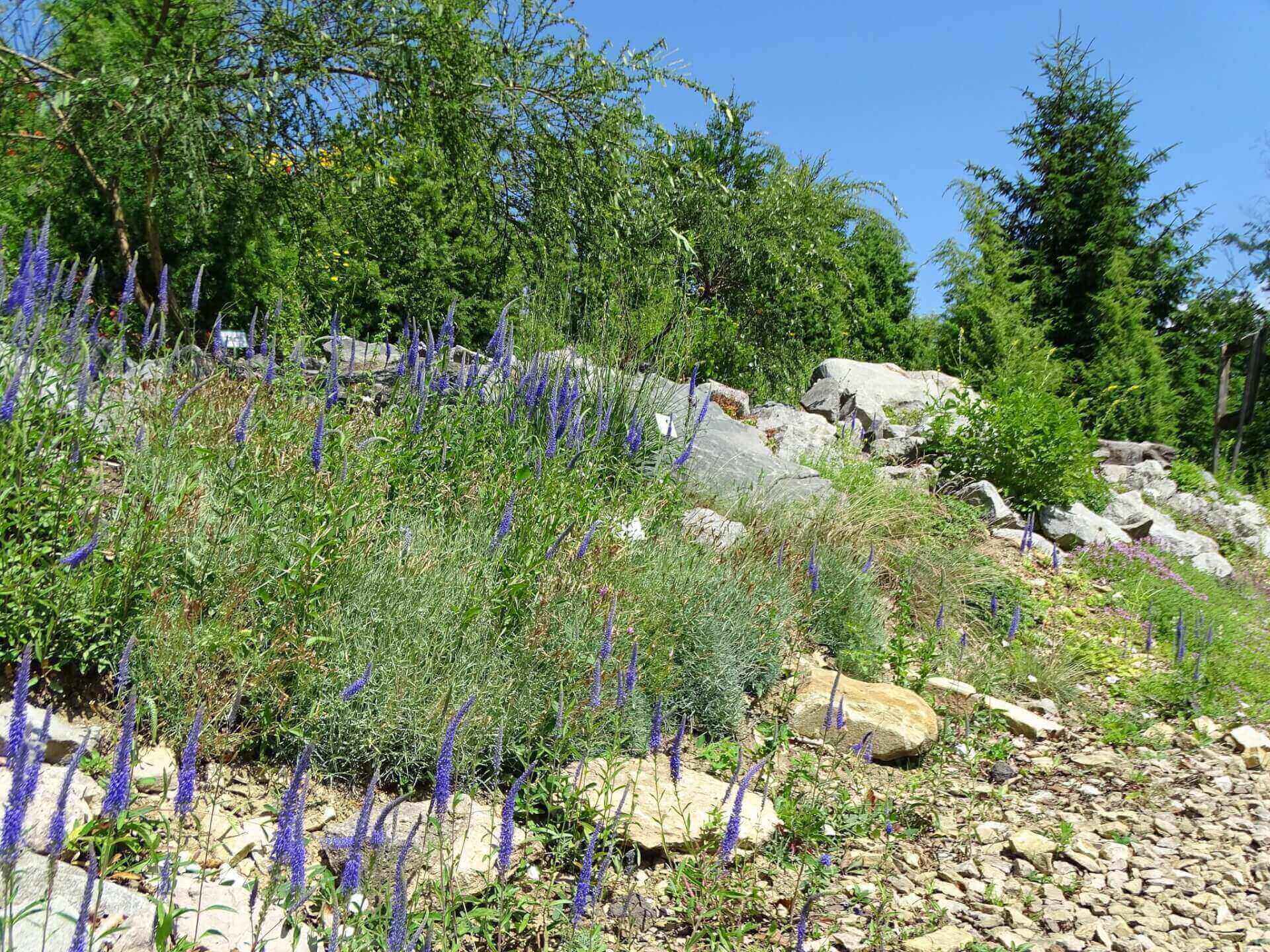 Śląski Ogród Botaniczny w Radzionkowie