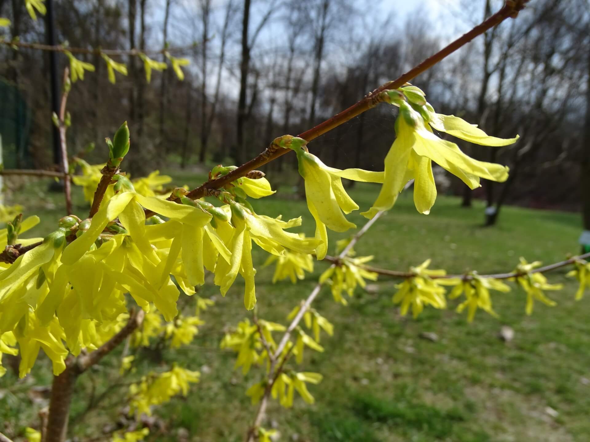Śląski Ogród Botaniczny w Radzionkowie