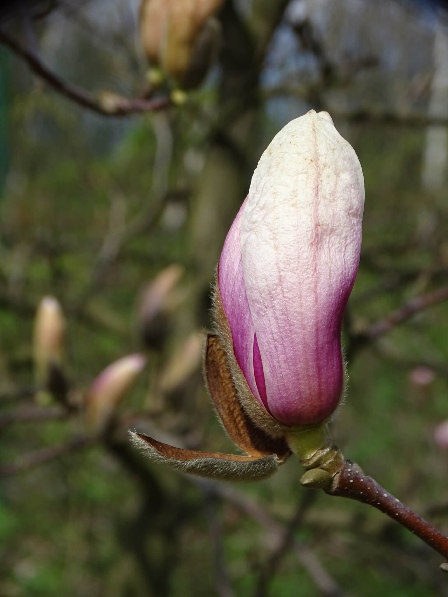 Śląski Ogród Botaniczny w Radzionkowie