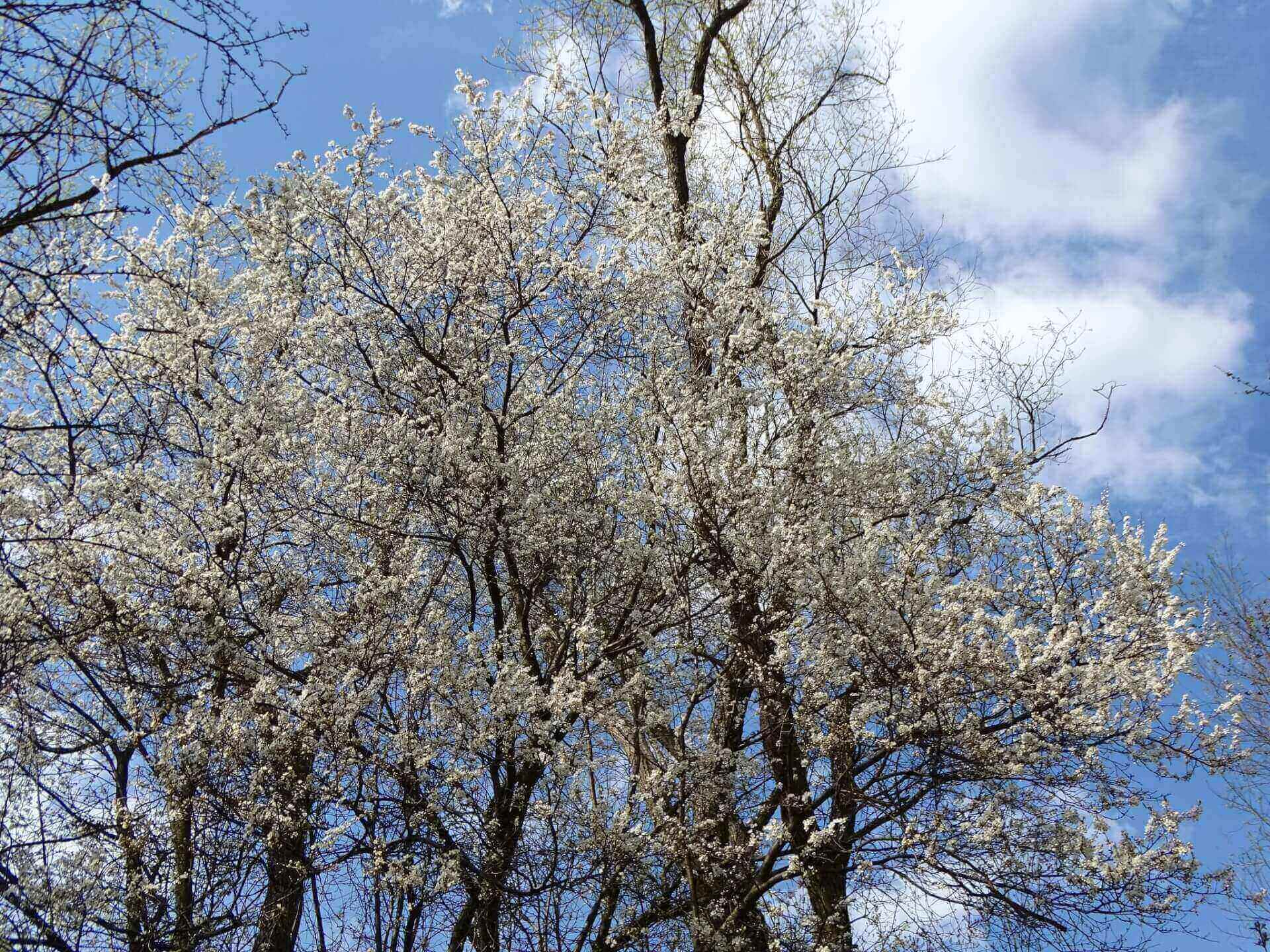 Śląski Ogród Botaniczny w Radzionkowie