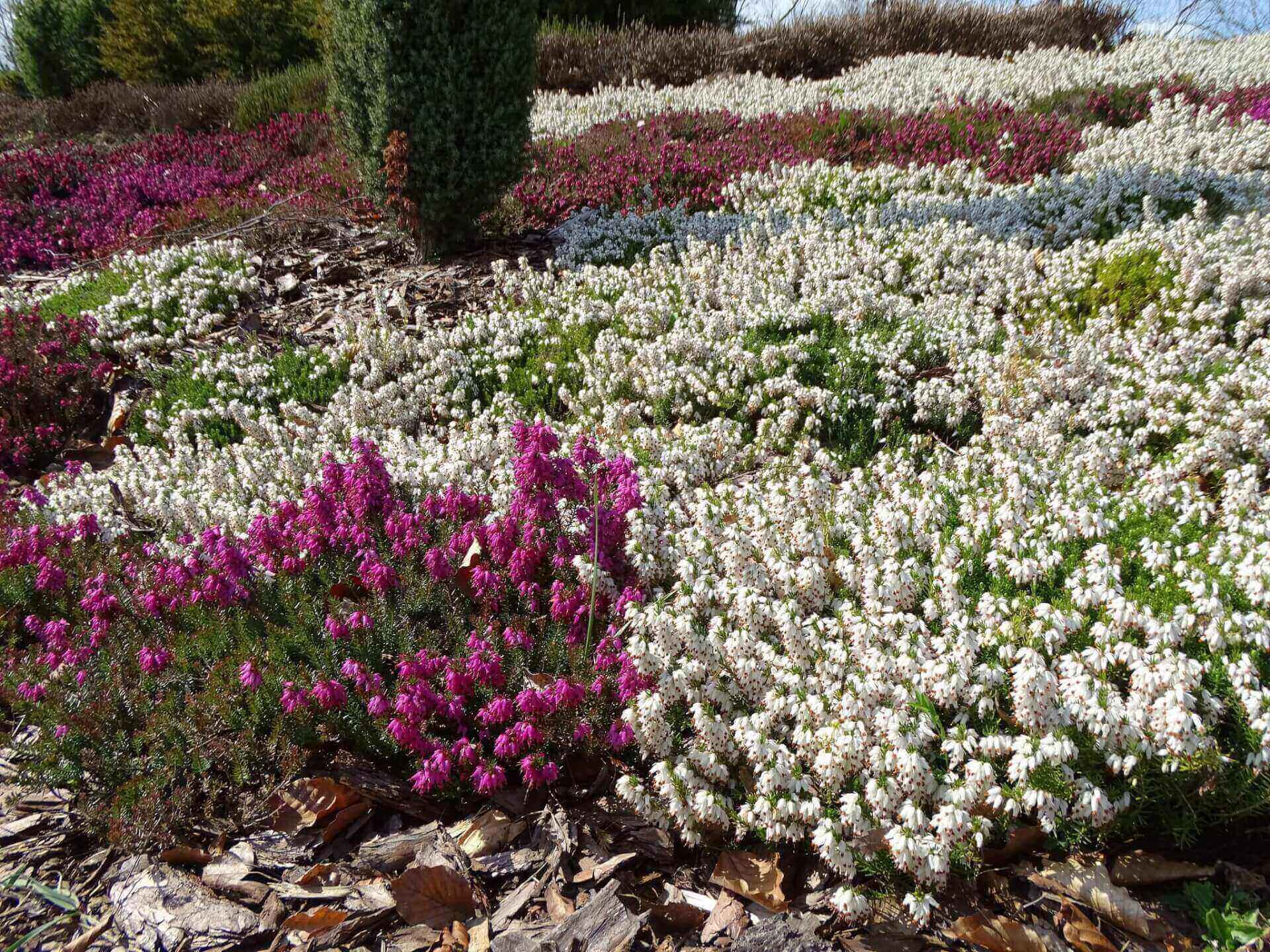 Slaski ogrod botaniczny radzionkow 8