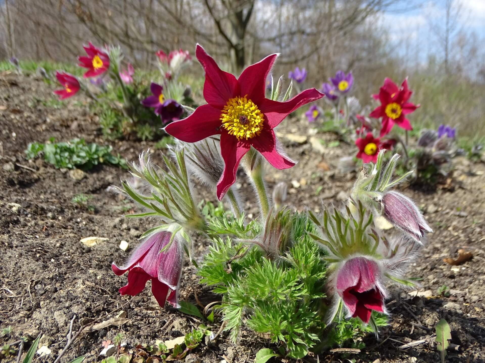 Slaski ogrod botaniczny radzionkow 9