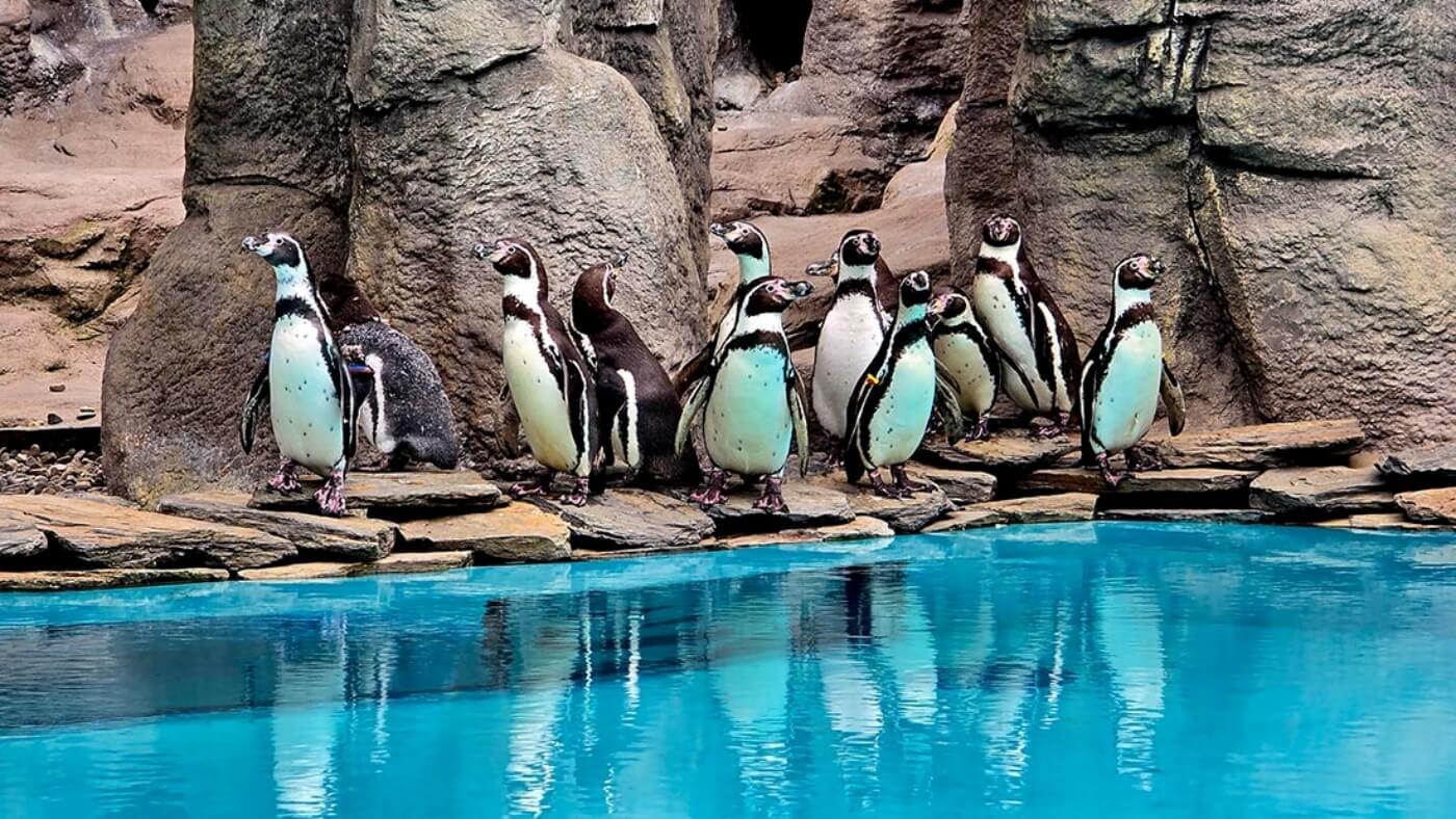 Slaskie zoo pingwiny