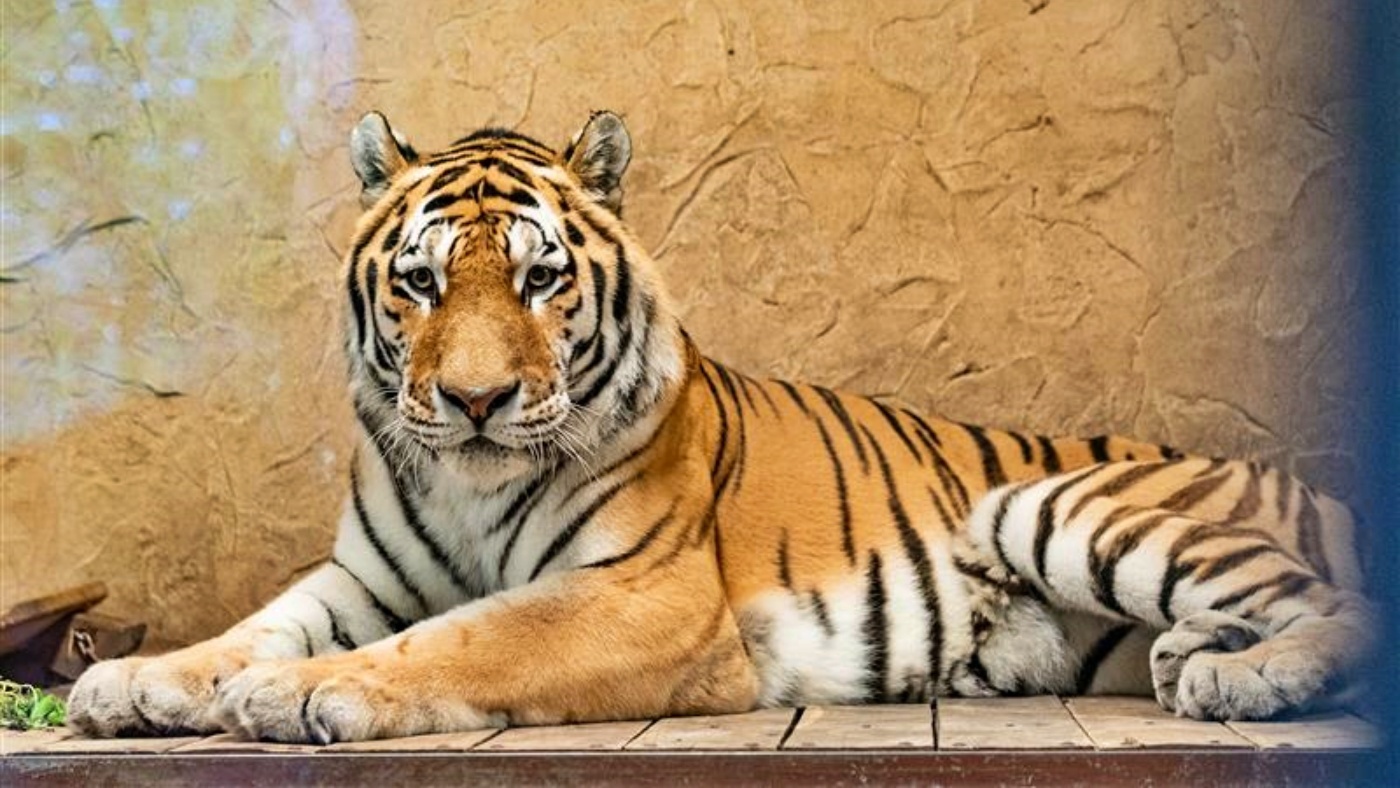 W śląskim zoo zamieszkał największy dziki kot świata