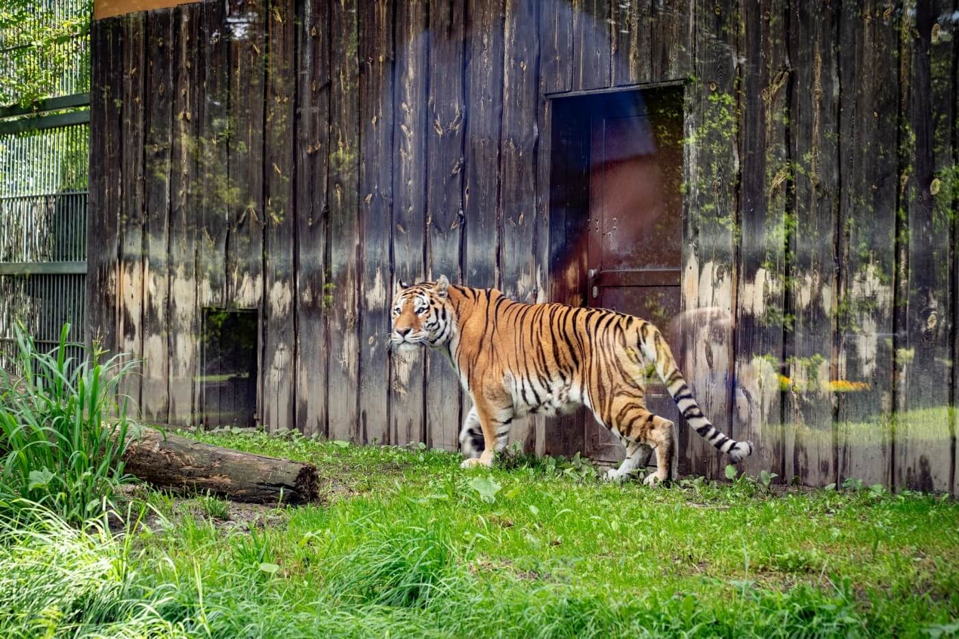 Slaskie zoo tygrys amurski 4