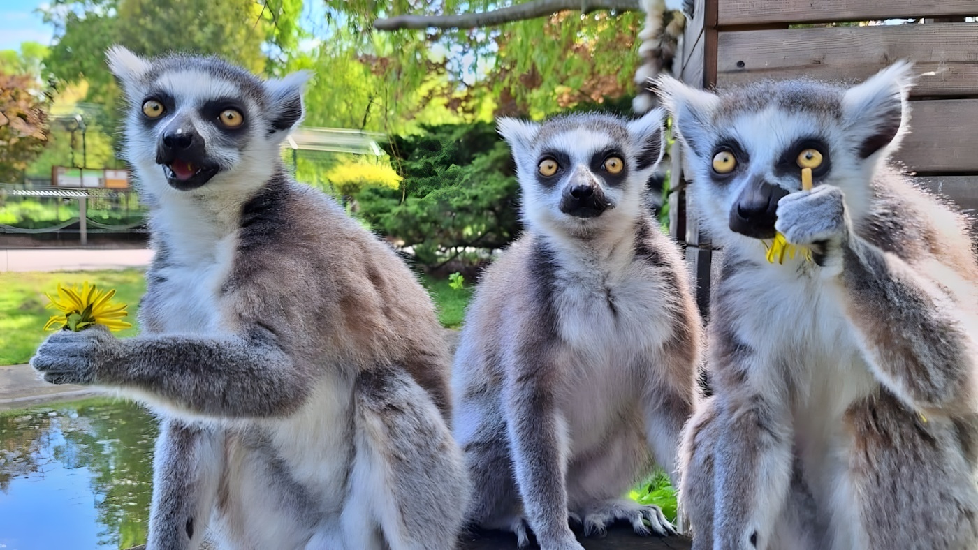 Sezonowe zmiany w śląskim zoo. Nowe ceny i godziny otwarcia