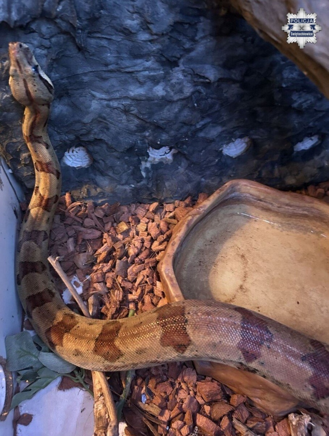 Swietochlowice boa dusiciel 1