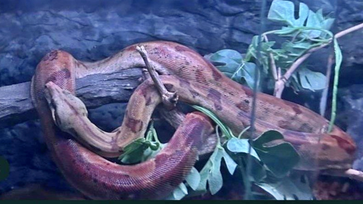 Próbował sprzedać chronionego węża. Teraz ma kłopoty