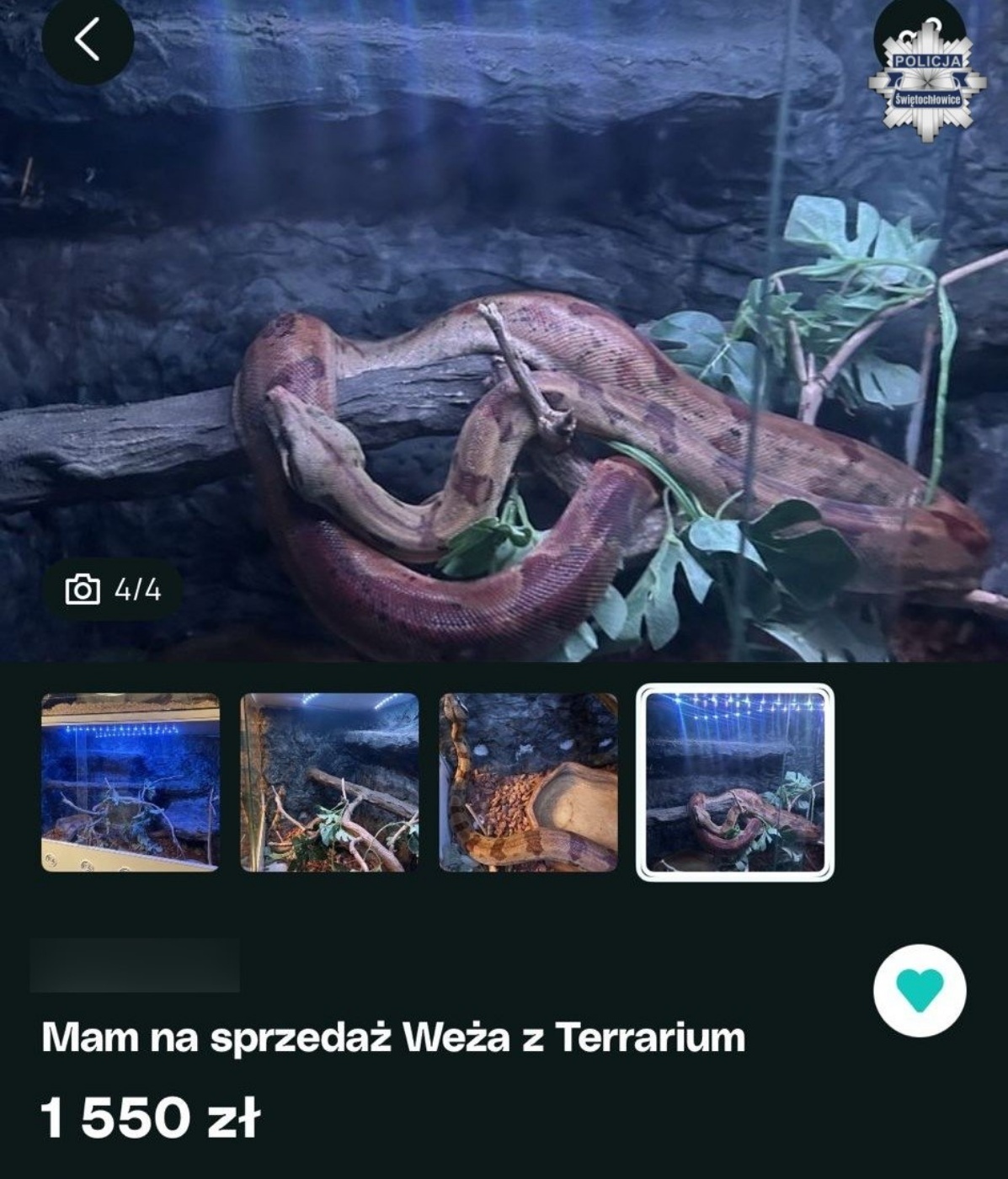 Swietochlowice boa dusiciel 3