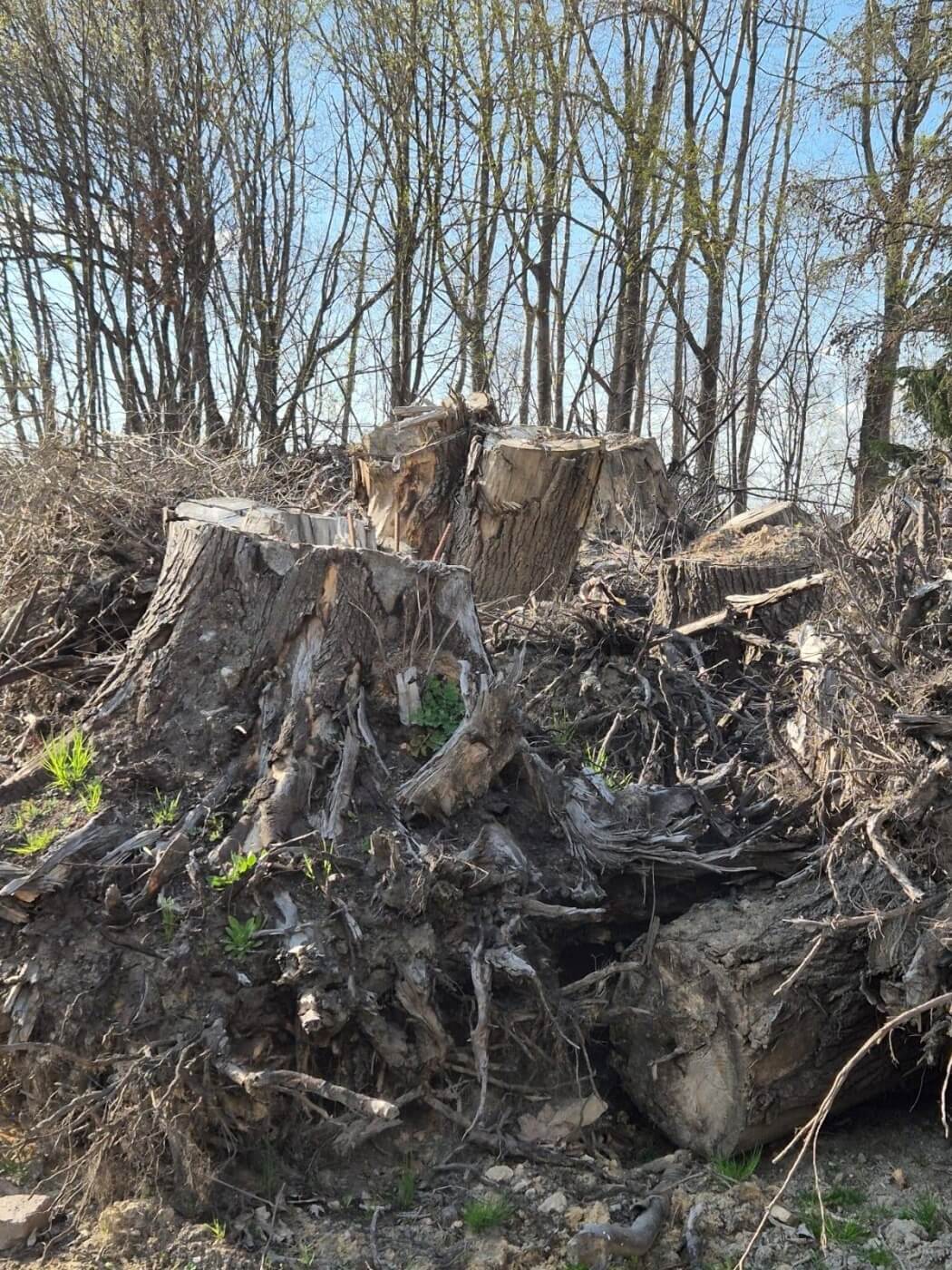 Swietochlowice hugoberg 5