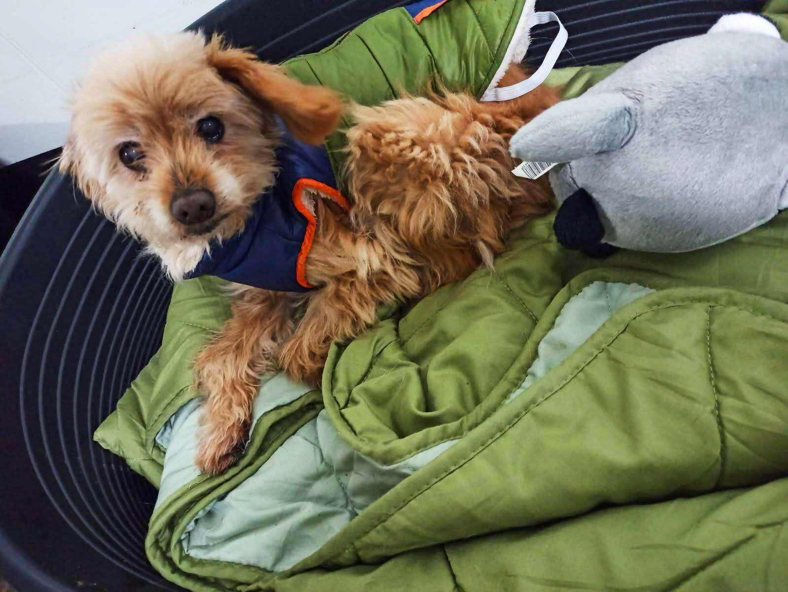 Azyl dla zwierząt "Cichy Kąt"