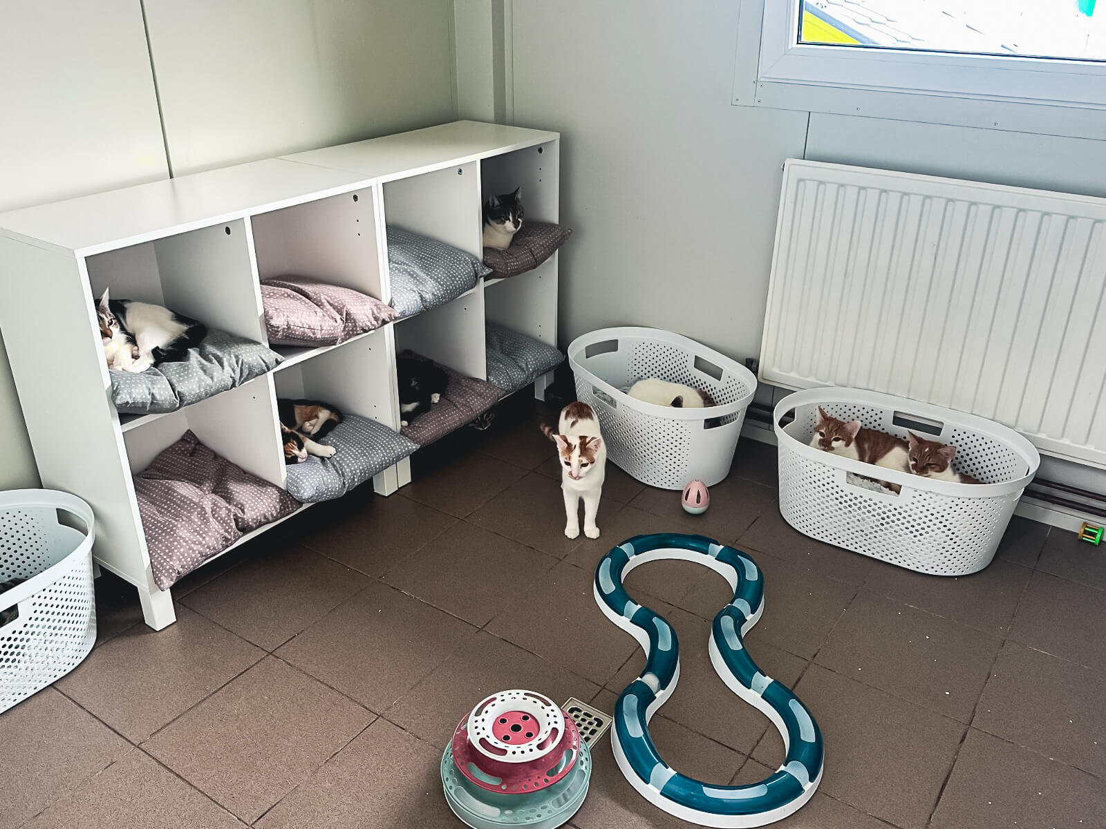 Azyl dla zwierząt "Cichy Kąt"