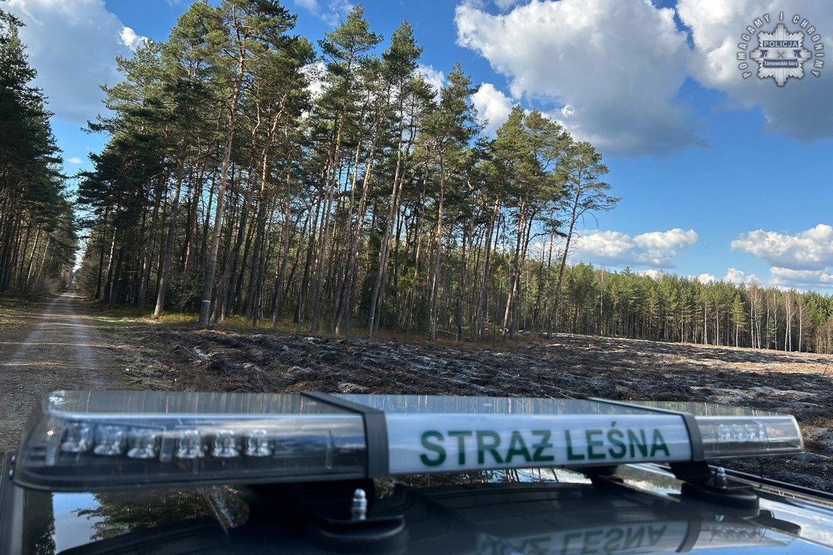 Wspólne patrole Policji i Straży Leśnej