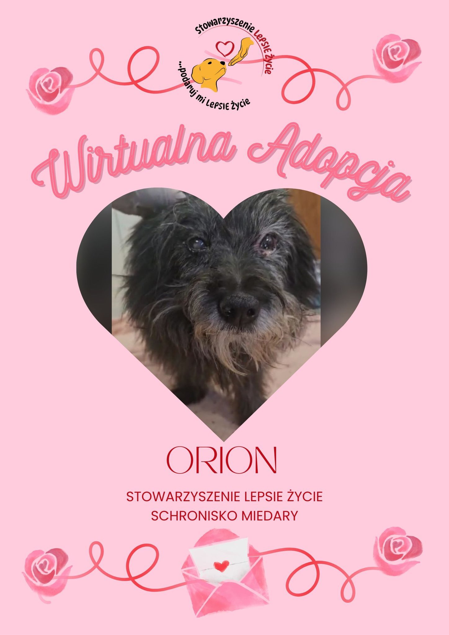 Walentynkowa edycja wirtualnej adopcji w Miedarach
