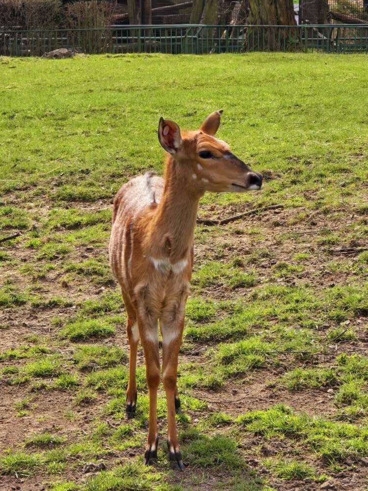 Zoo chorzow 05