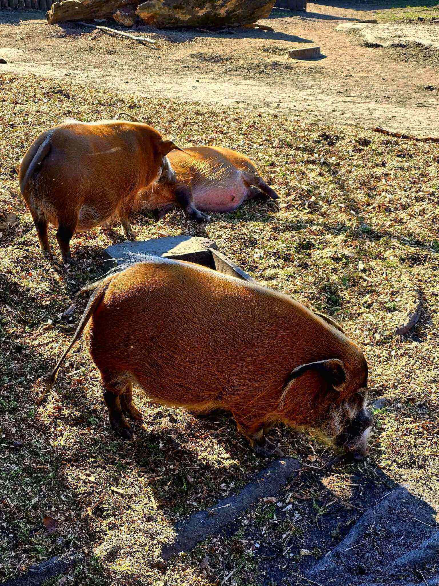 Zoo chorzow 07