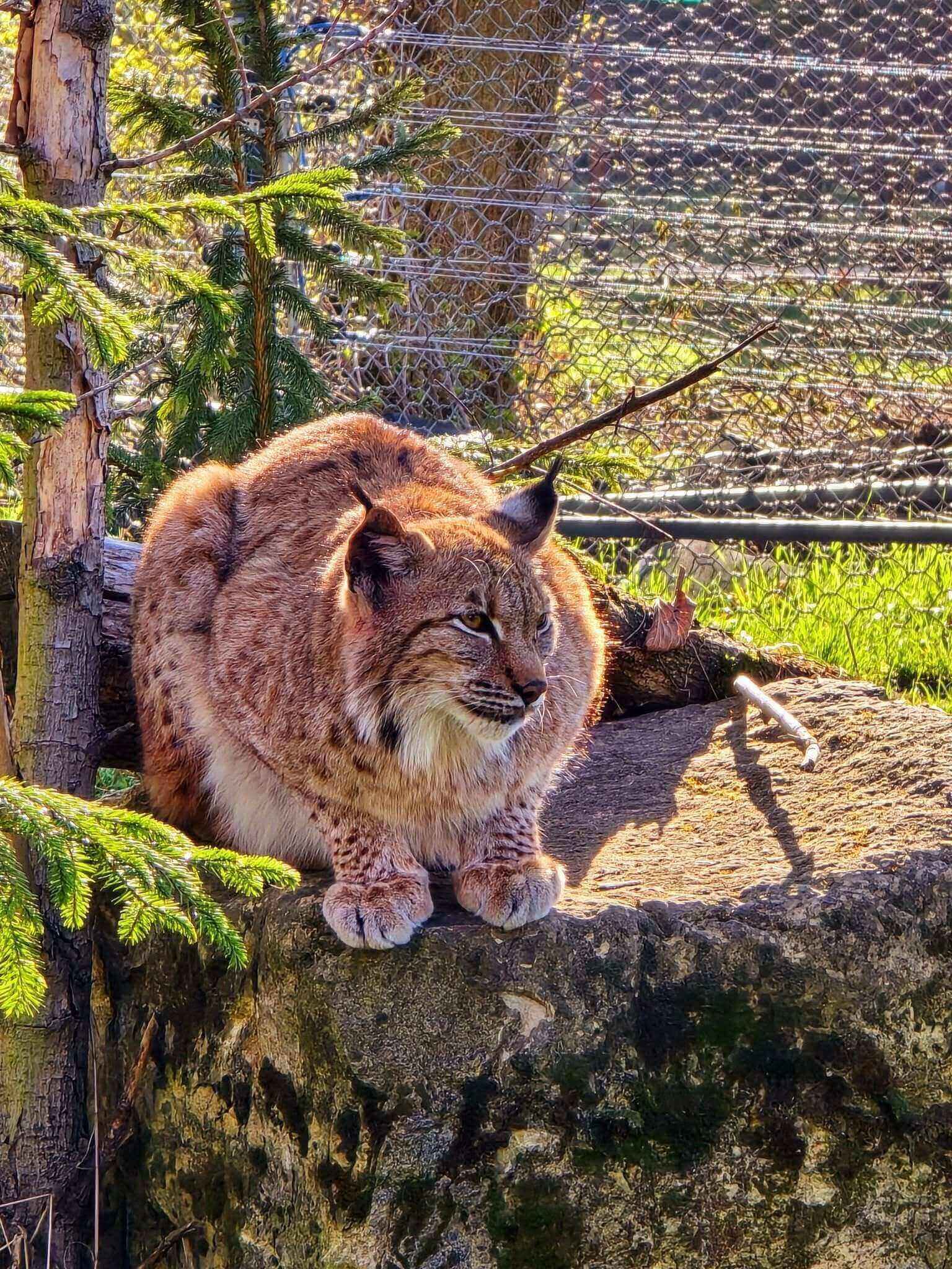 Zoo chorzow 08