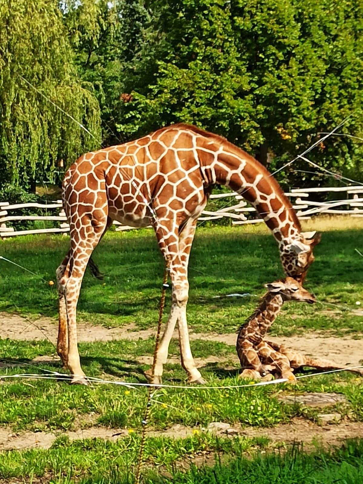 Zyrafa zoo chorzow