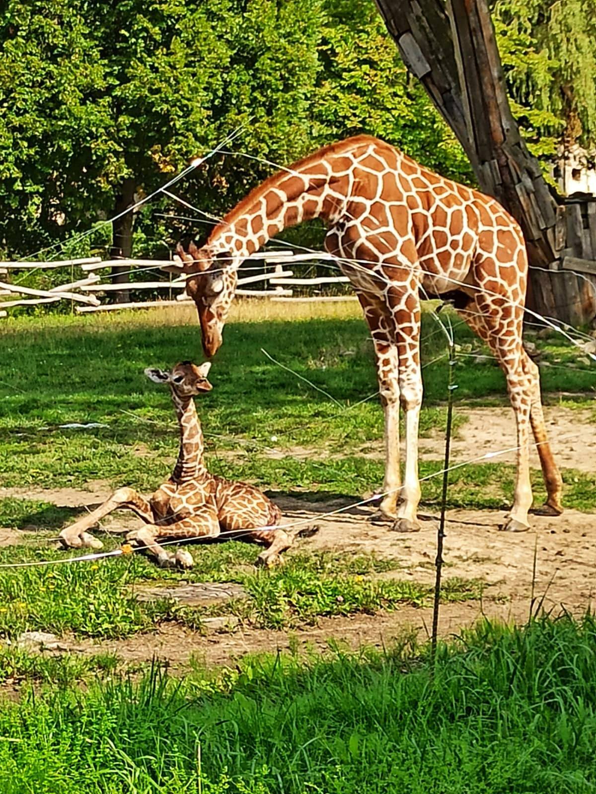 Zyrafa zoo chorzow1