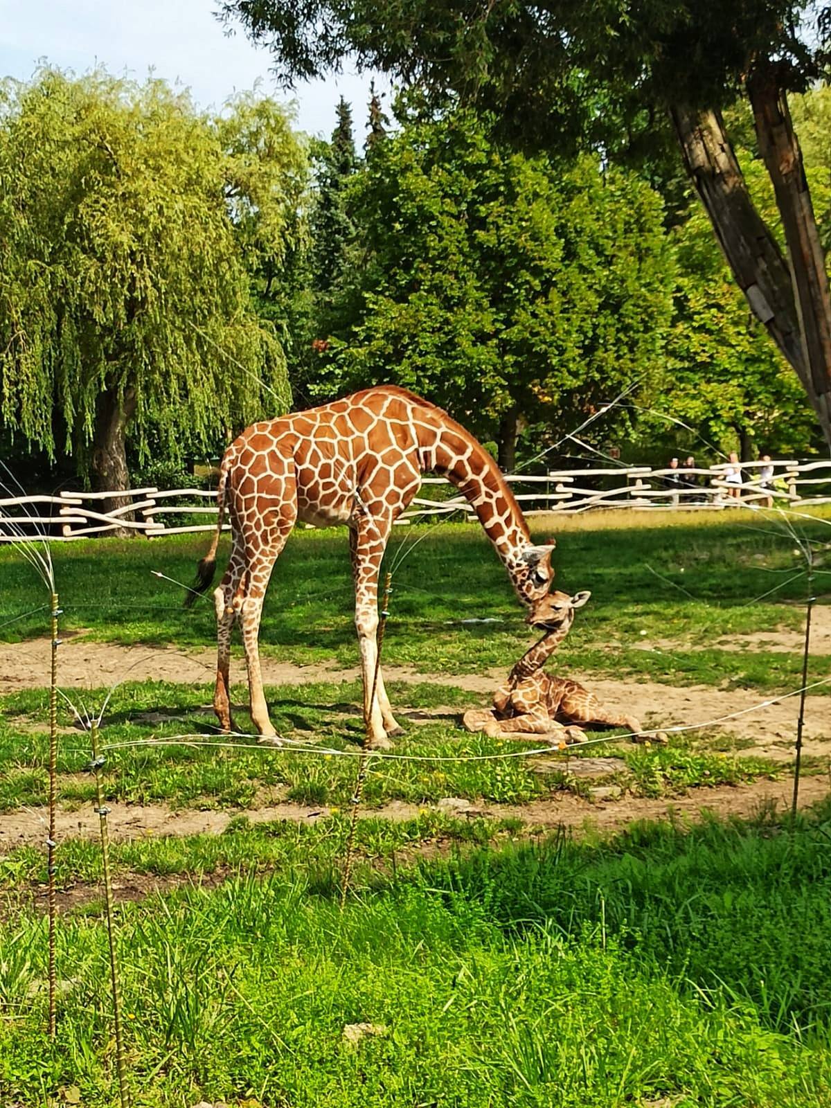 Zyrafa zoo chorzow2