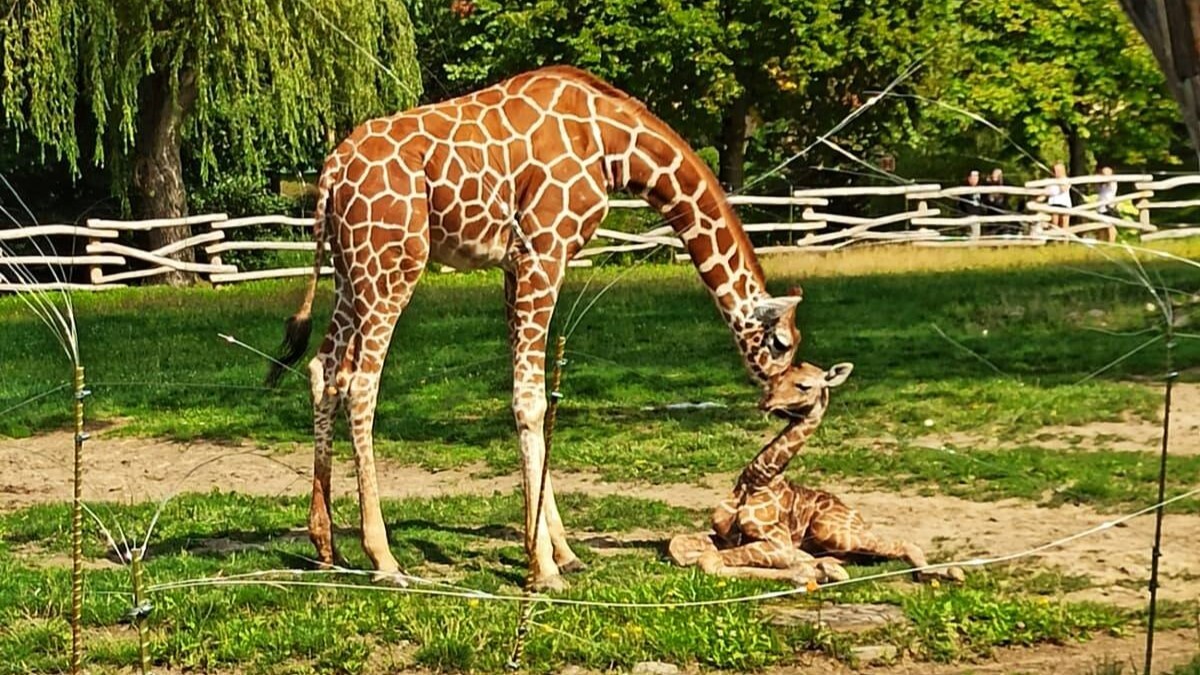 Zyrafa zoo chorzow3