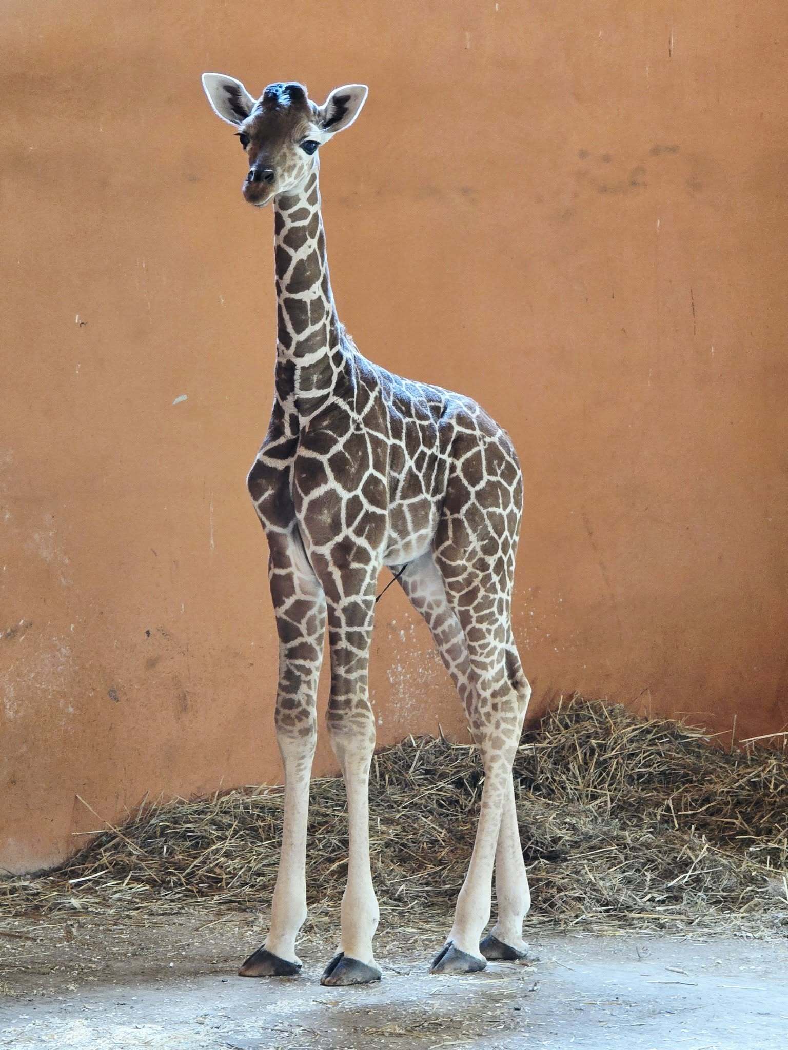 Znamy płeć żyrafy, która urodziła się 7 sierpnia w Śląskim Ogrodzie Zoologicznym w Chorzowie