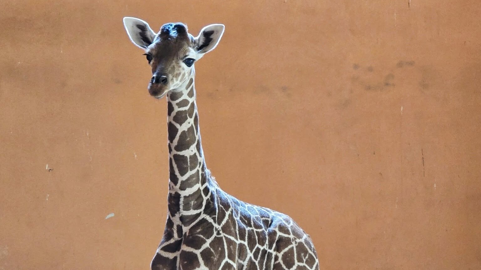 Nowy mieszkaniec chorzowskiego zoo