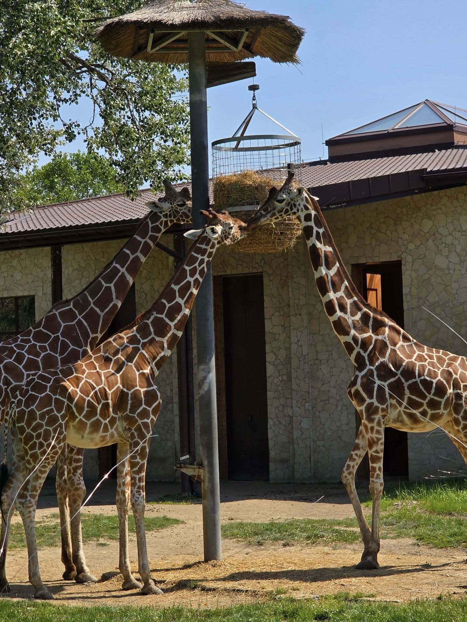 Żyrafy ze Śląskiego Ogrodu Zoologicznego